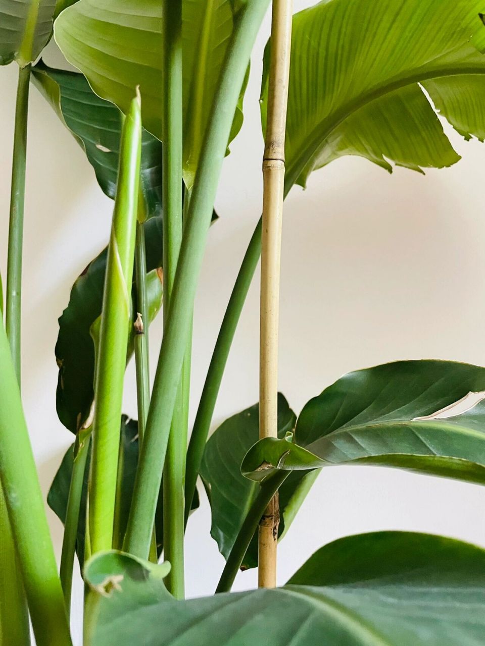 天堂鸟新叶子打不开 新叶子长出来很久了,一直展不开,这是咋回事呢 之