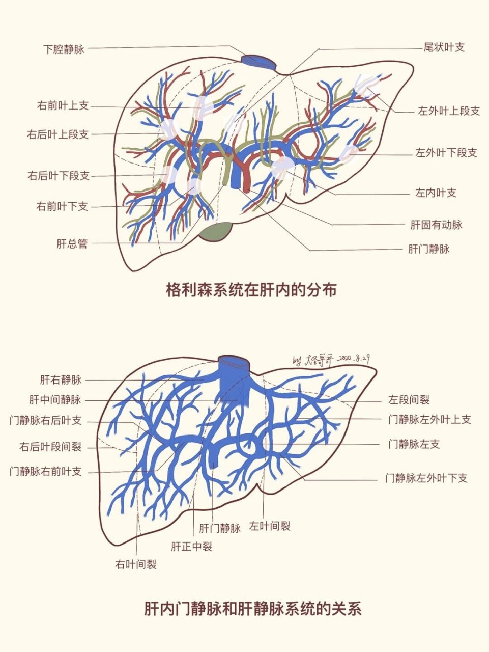 肝脏的五叶八段中文图图片