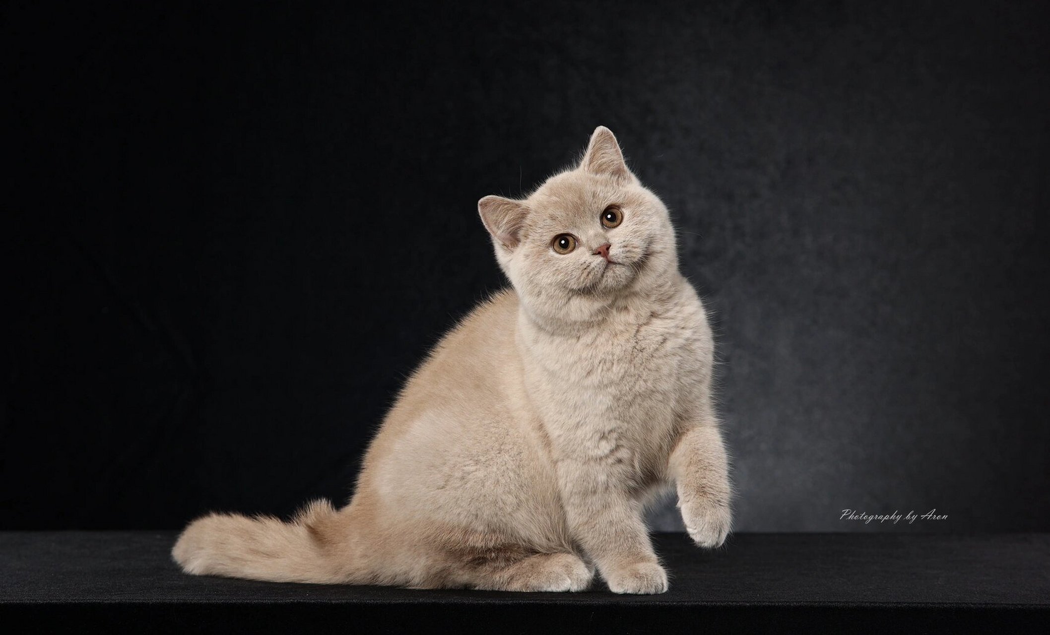 小鹿色英短 今天给大家分享一下英短纯色系里目前最稀有的颜色,小鹿色