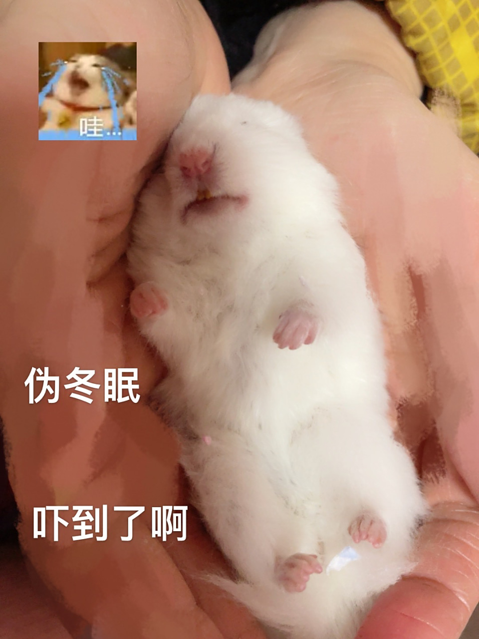 金丝熊/仓鼠伪冬眠急救91还好救活了 99坐标湖南,气温10度左右