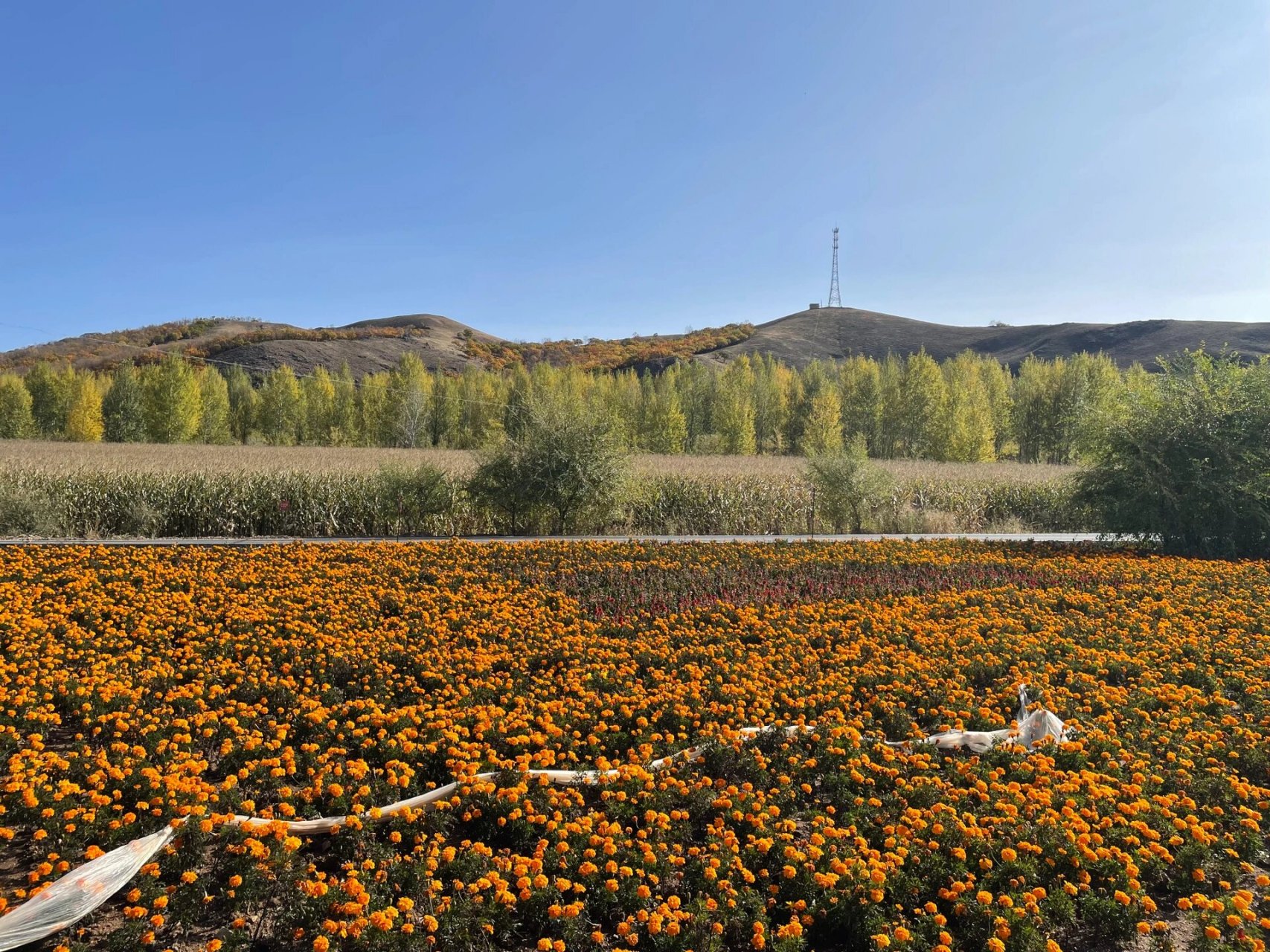 自驾游day3 浩饶山镇——乌兰浩特 这一天沿绰尔河顺流而下,之前担心