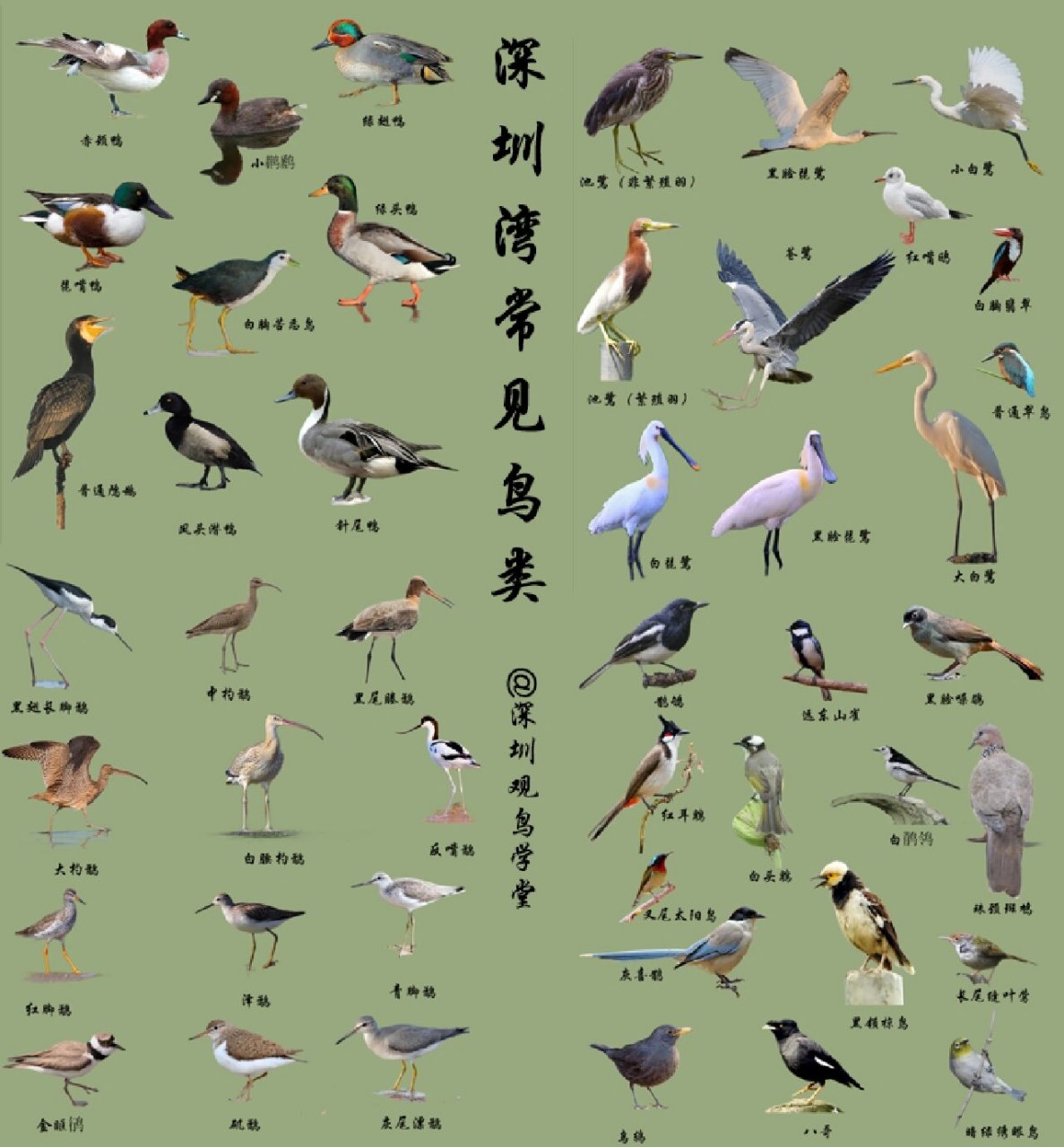 带上这份图册去逛深圳湾吧,别再叫我海鸥了 《深圳湾常见鸟类图册》