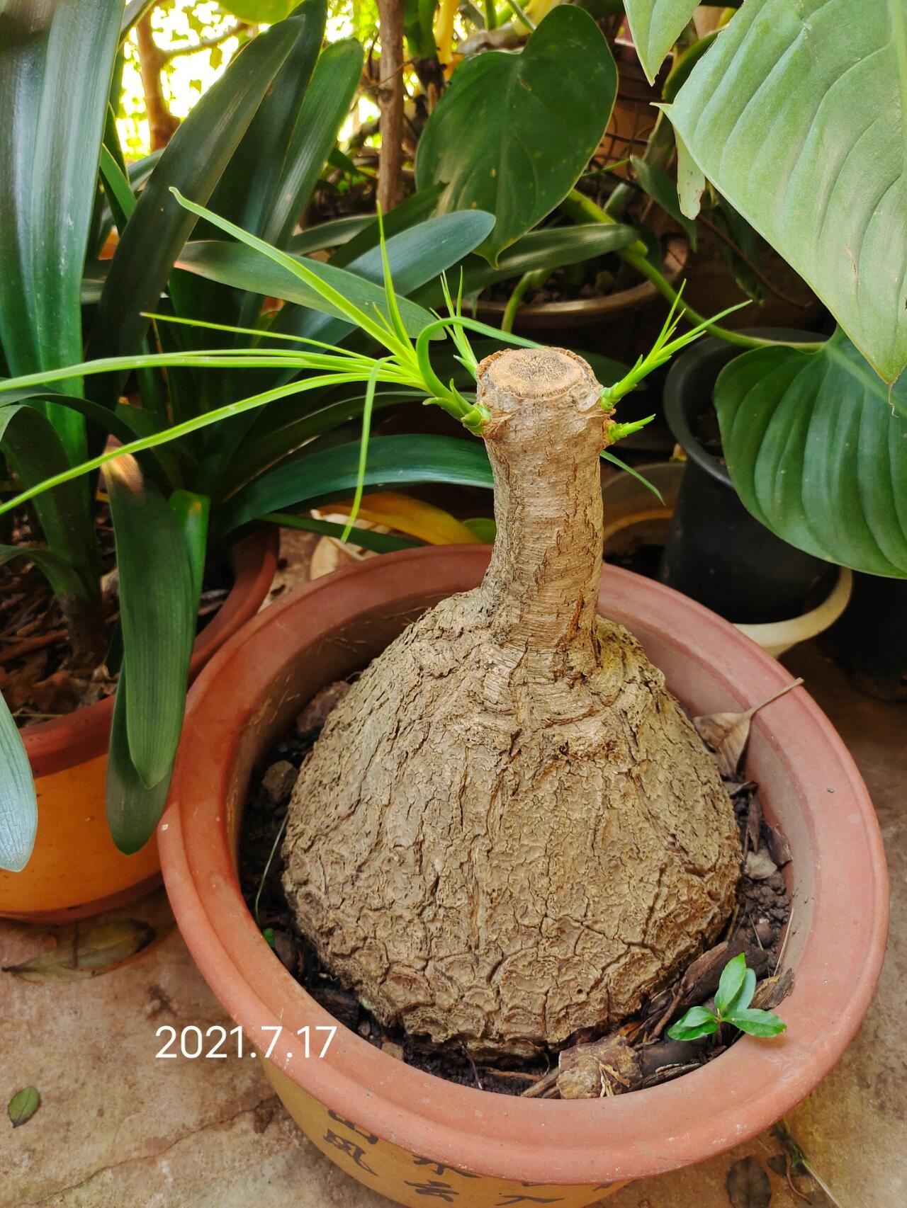 酒瓶兰砍头记