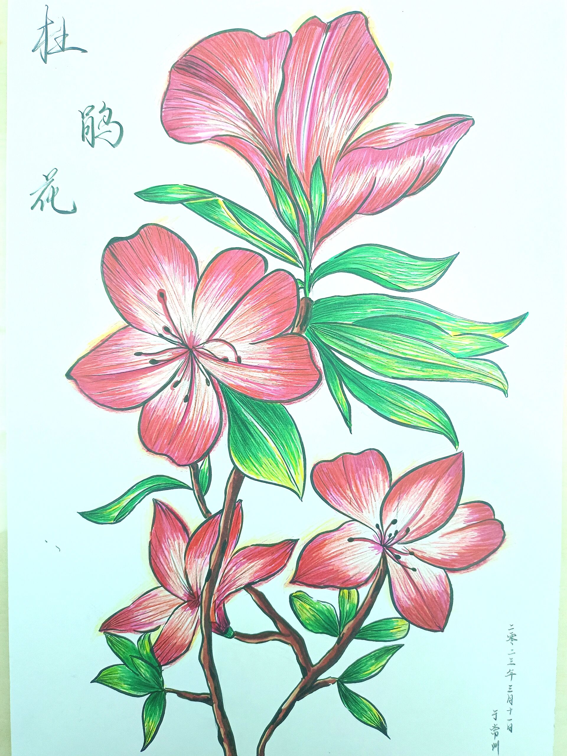 绘画教程18——杜鹃花