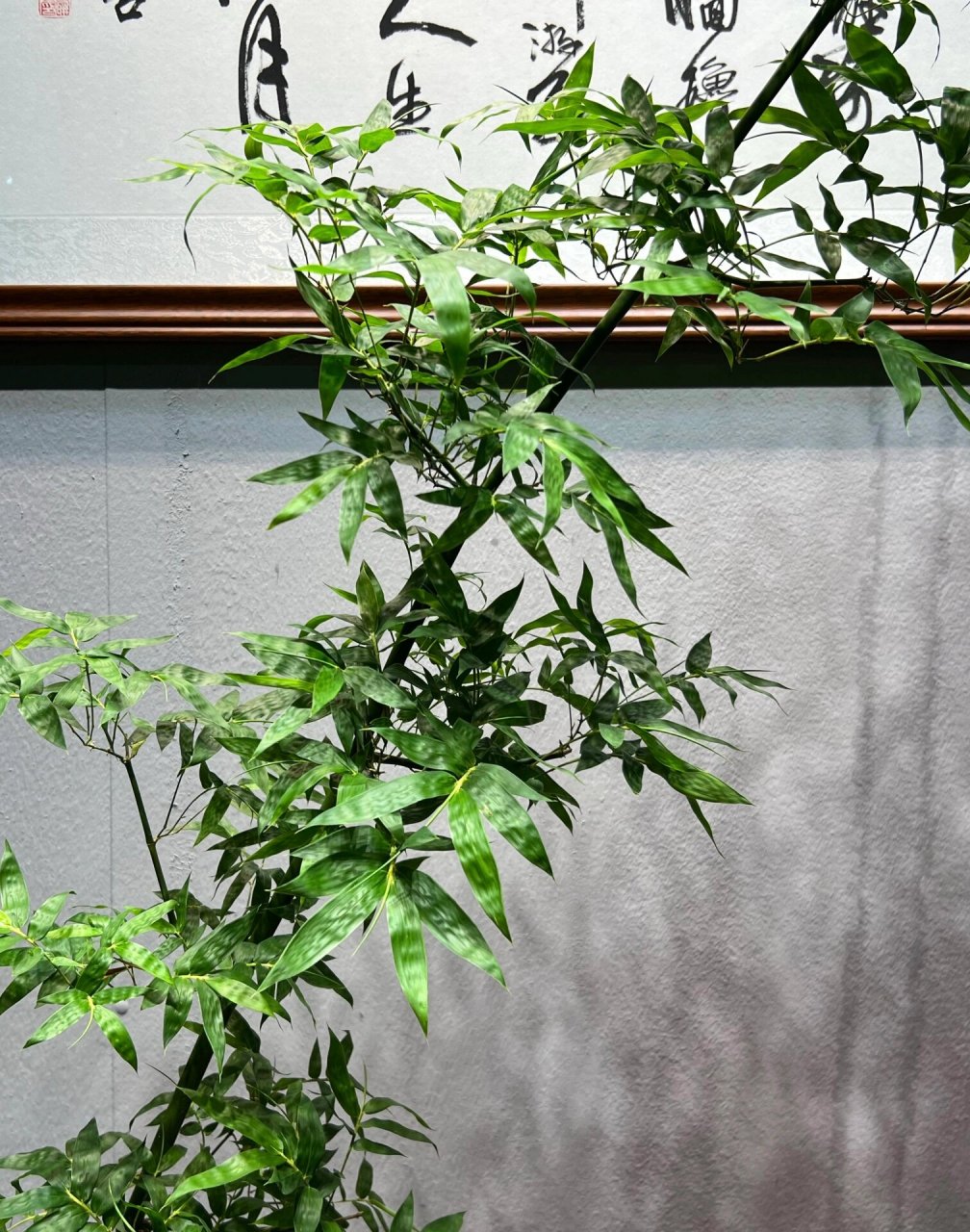 精品簕竹盆景 精品老桩小叶簕竹,带盆高165,飘长220,盆宽29,盆高17