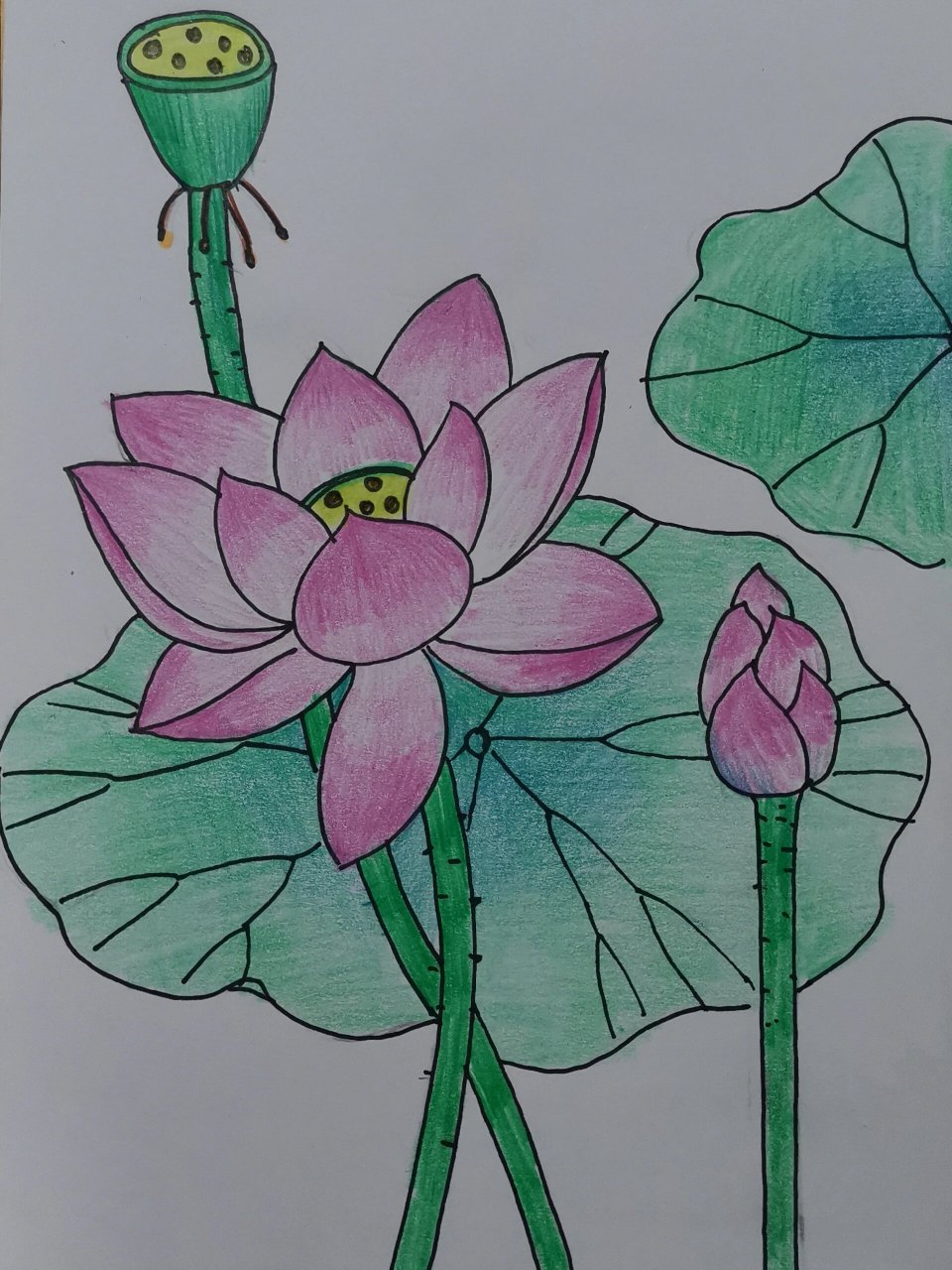 简笔画(107)跟我一起画荷花