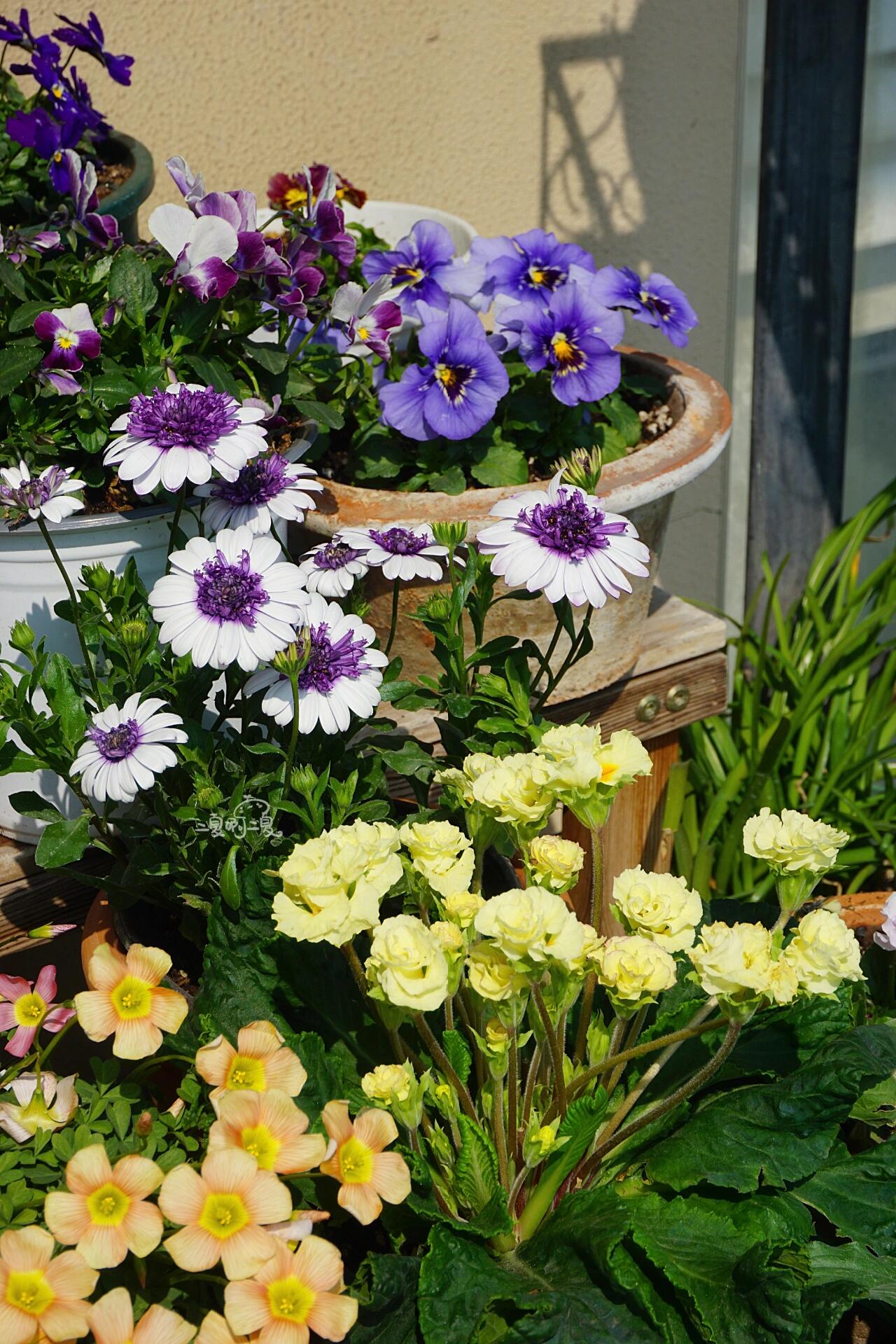 重瓣蓝目菊"蓝莓冰摇" 浅浅的紫色真的太好看啦!