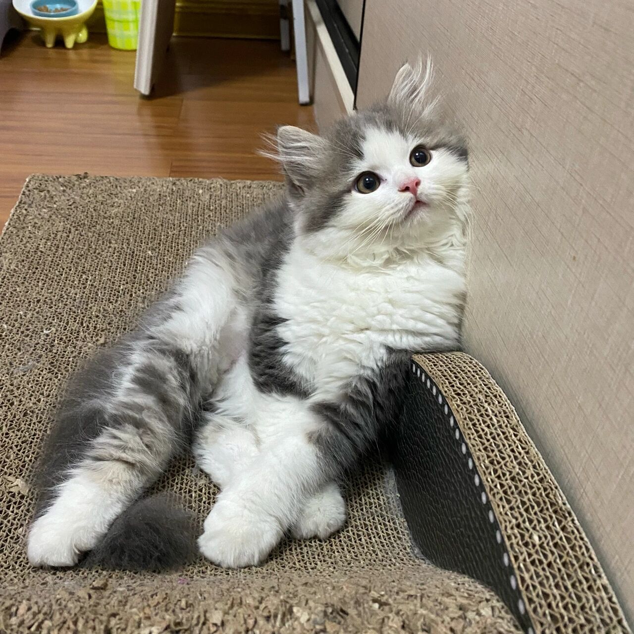 布偶跟长毛三花生的孩子