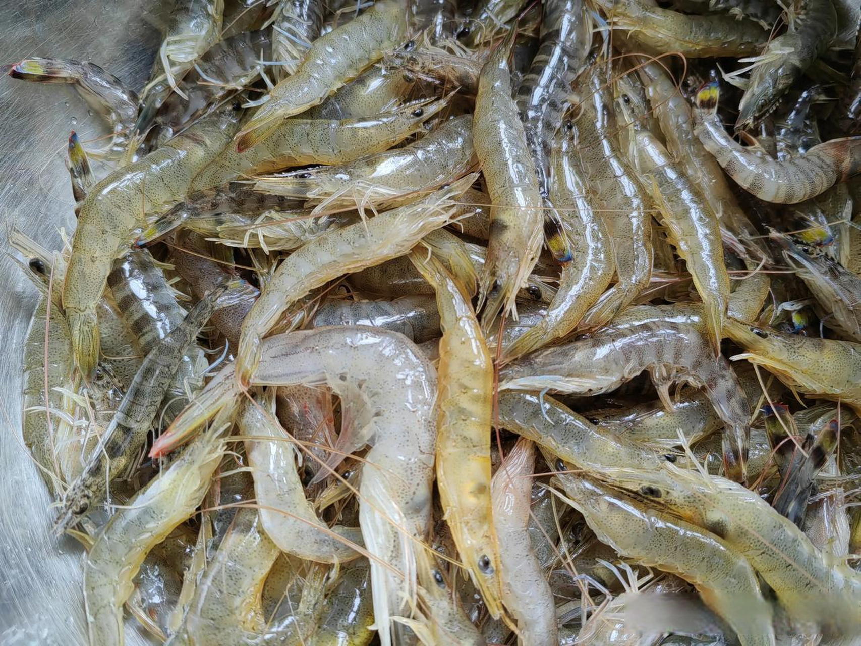 早上去城内市场,发现这种小虾仔,40元一斤,忍不住买了下来.