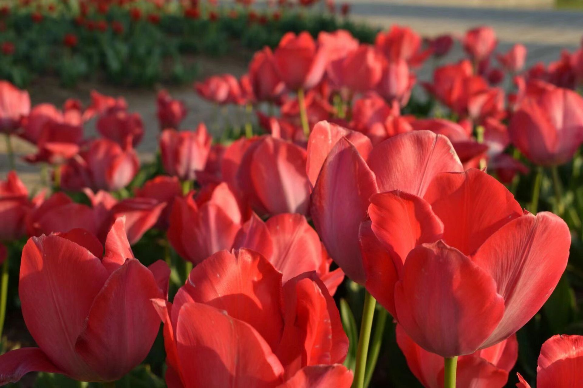 泗阳93|城南植物园 99:泗阳县水杉大道与小窑线交叉口西北460米