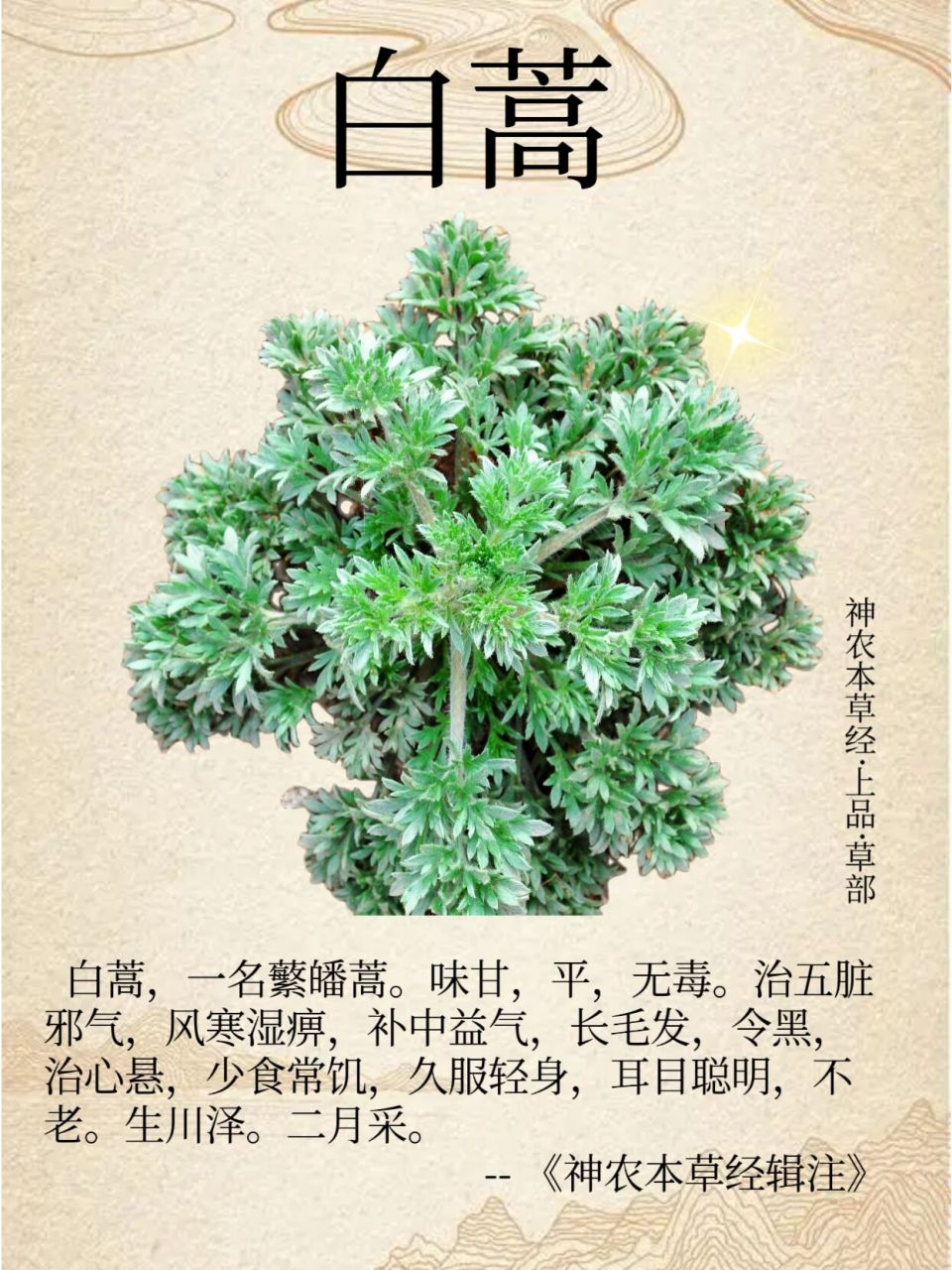 野菜白蒿图片功效图片