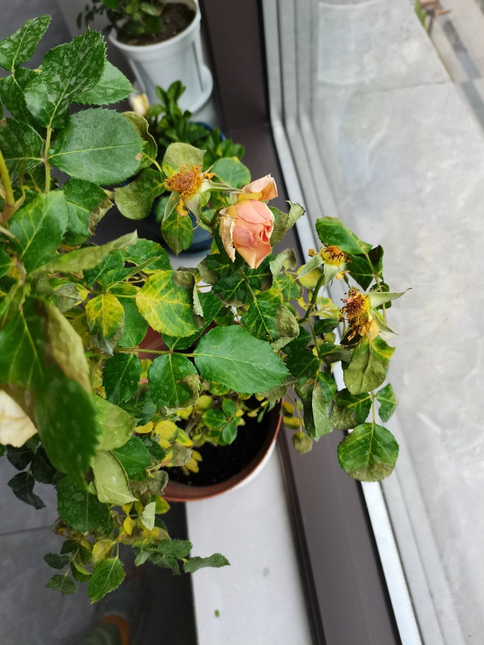 月季花枯萎黄叶打蔫怎么办啊 买回来没多少天 然后我问了卖的老板要不