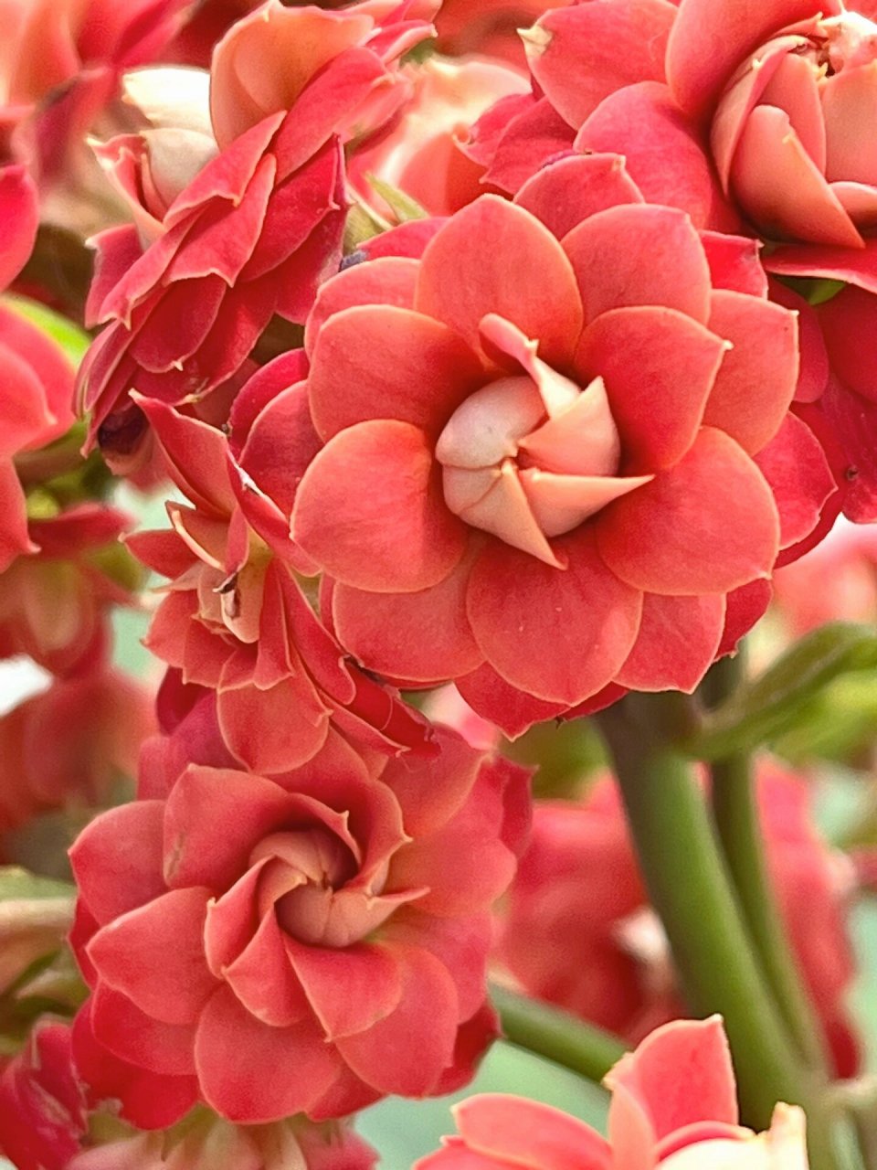 长寿花(114)红石榴 一款红色大花