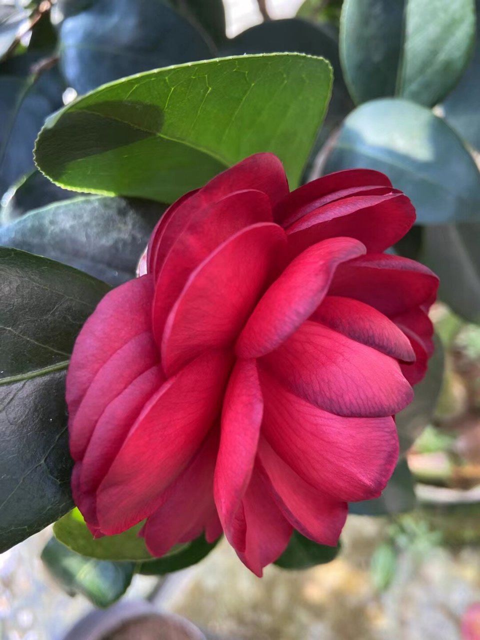 春秋战国茶花