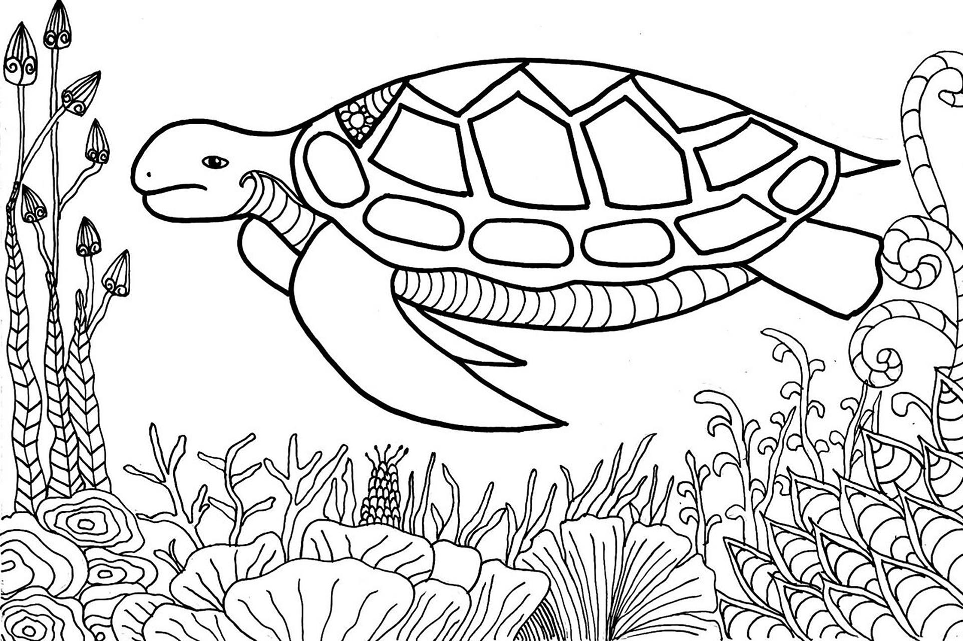 海龟98线稿绘画儿童画 海龟线稿 适合6-9岁的儿童 步骤在后面图片