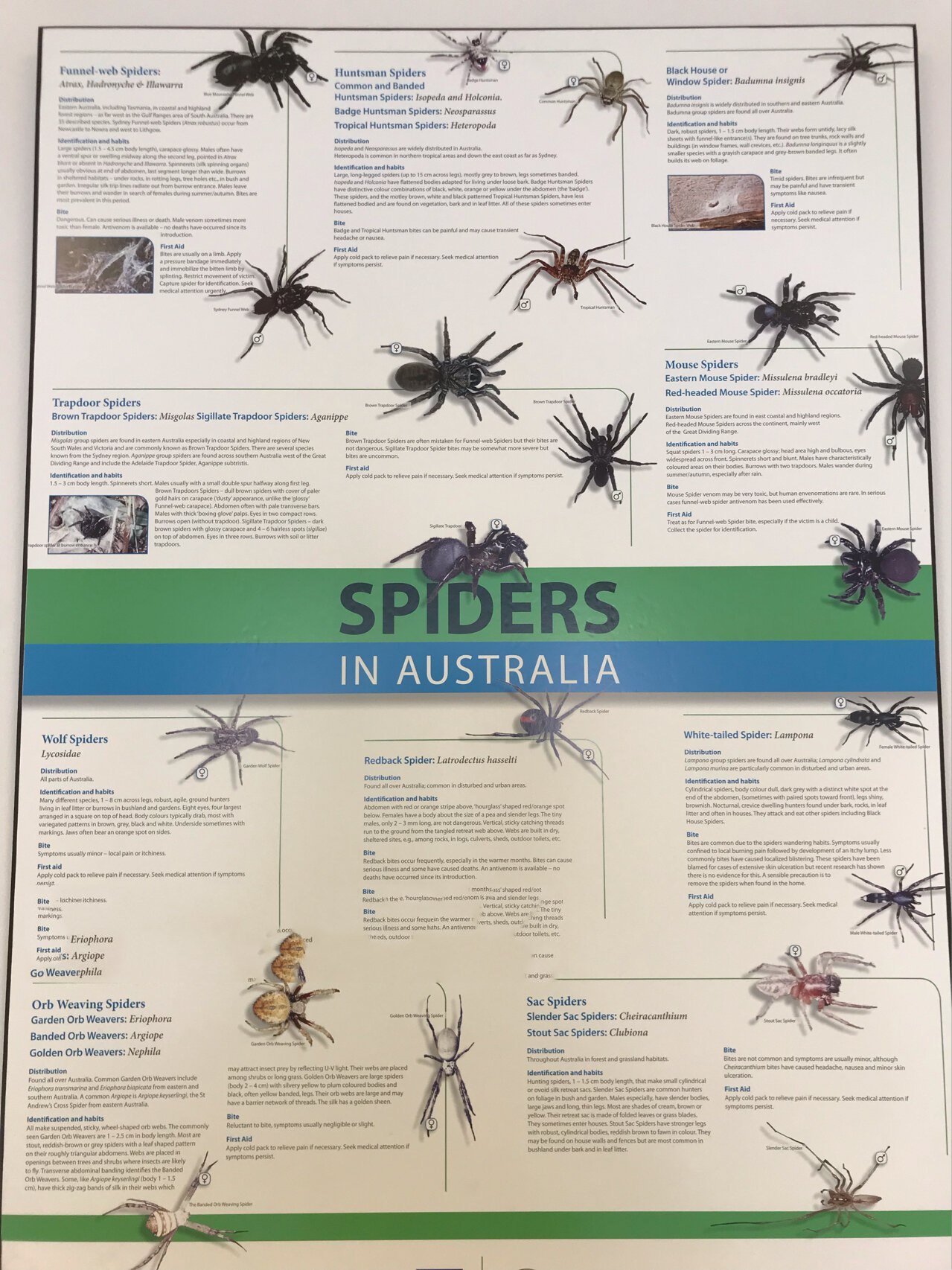 澳洲蜘蛛种类表