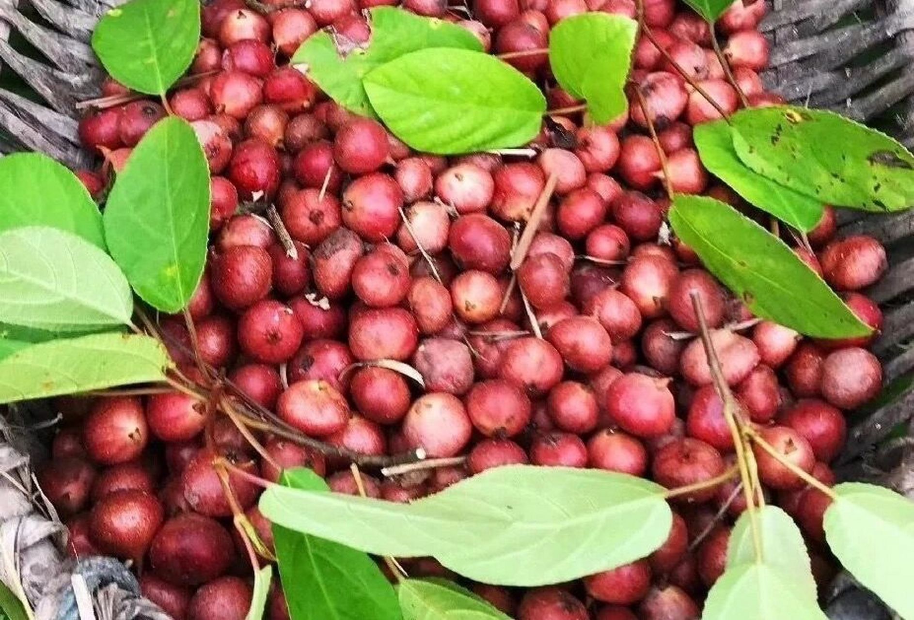 野地瓜怎么样 就很想吃这个 有没有什么方法 01