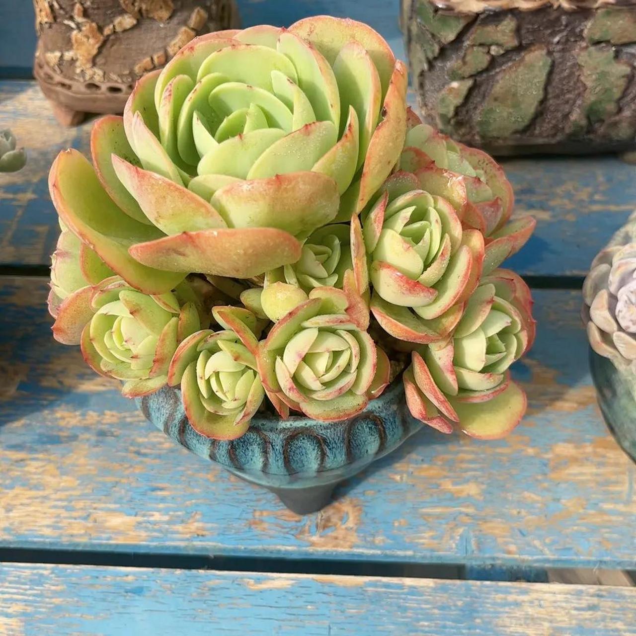 多肉分享 1.琉璃盏  2.碧桃  3.雪精灵 4.水莲  5.饺子皮  6.