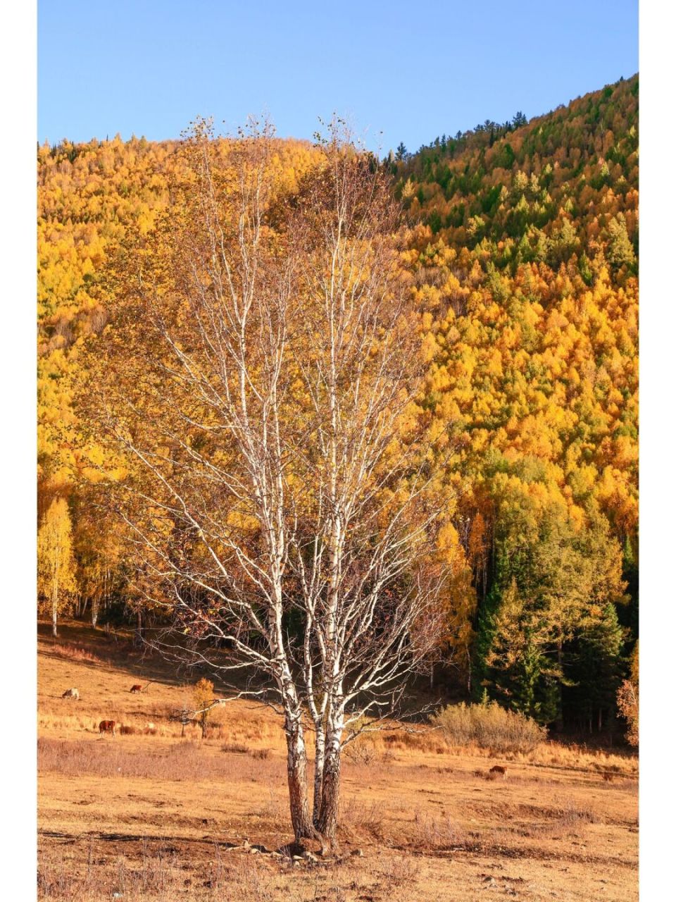 初秋的禾木美丽峰,比宫崎骏的动画还美!