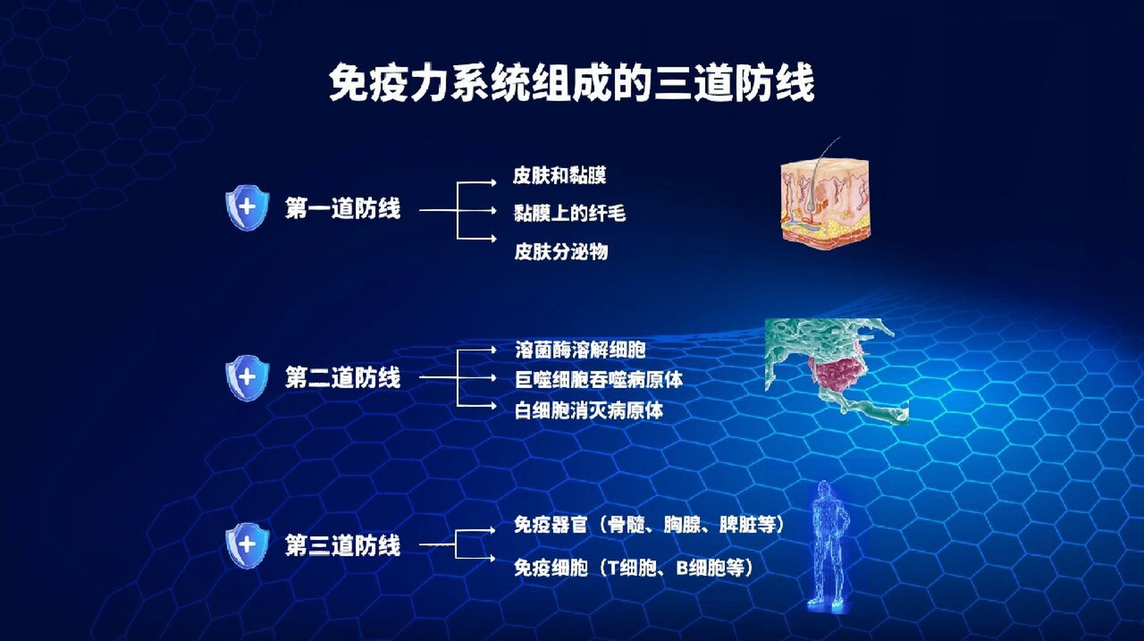 免疫系统的三道防线图片