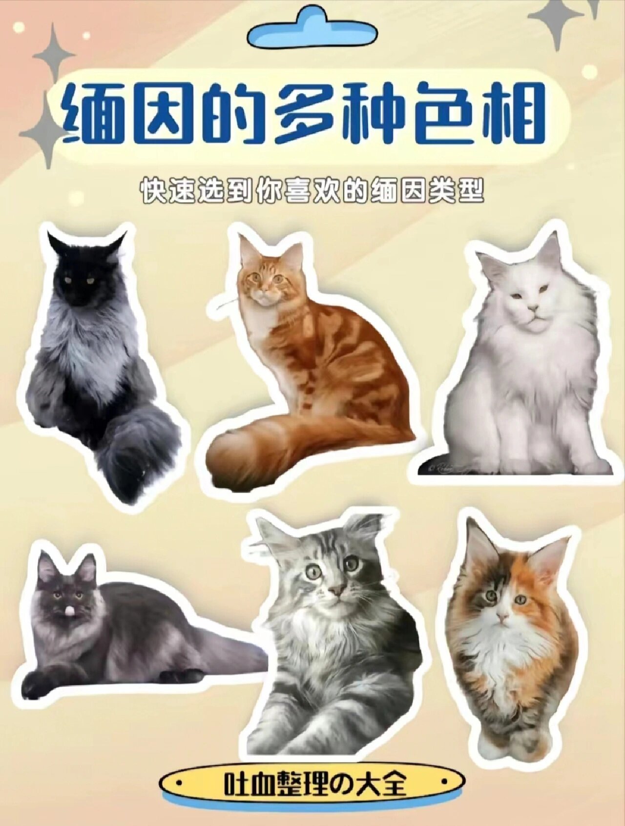 缅因猫花色种类图片