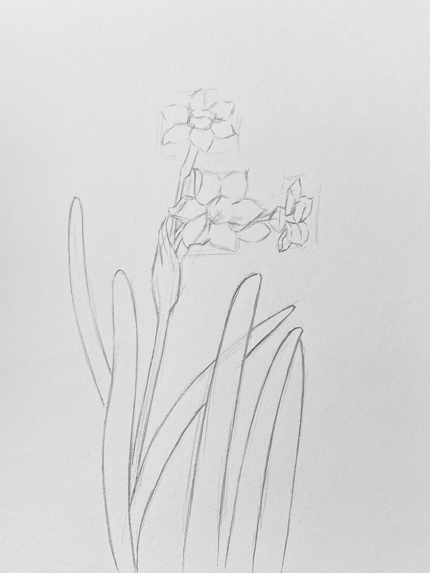 素描花卉步骤图分享【水仙花