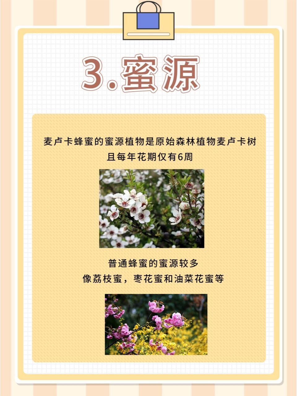 麦卢卡蜂蜜与普通蜂蜜的区别在哪?