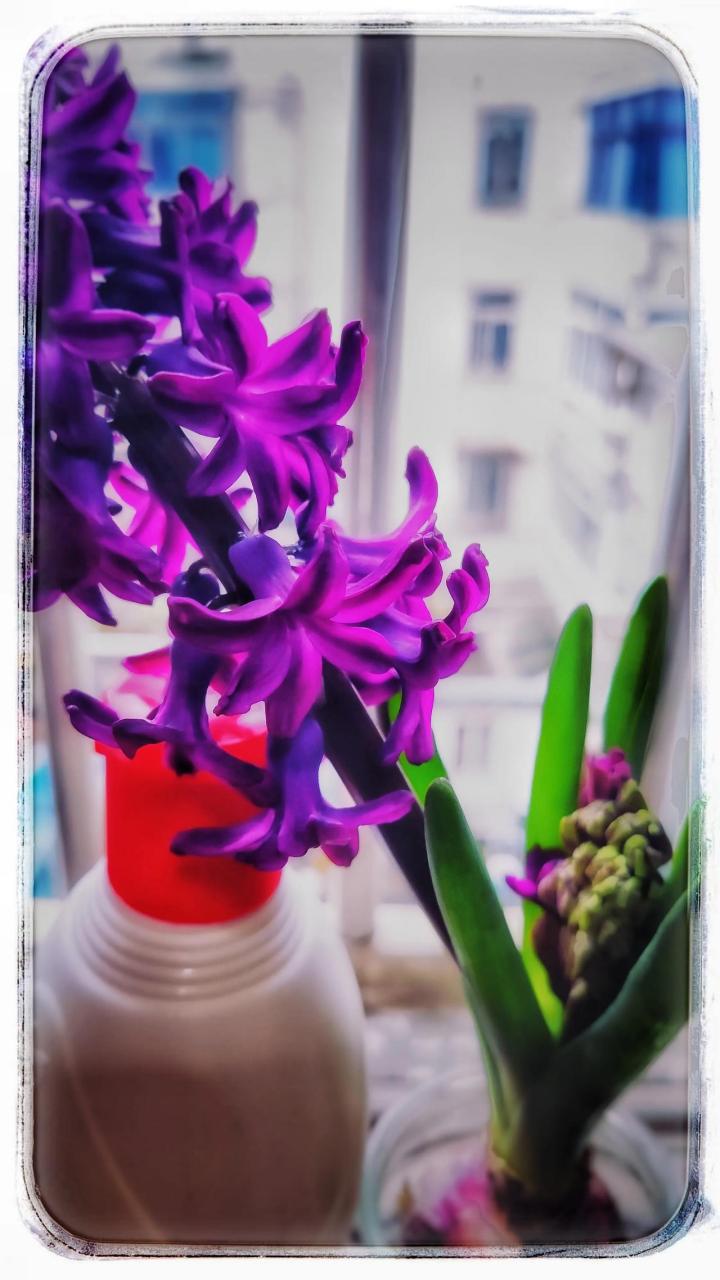 紫色的风信子放在窗前,开出一大串花骨朵,因为开得太猛,火力十足,原来