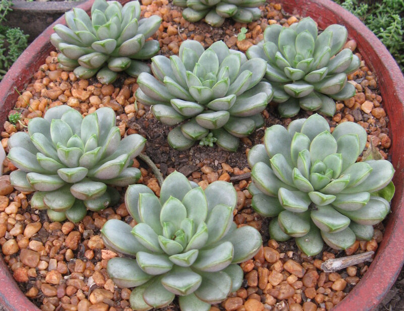 大和锦和圆滚滚的后代 (二) 姬葡萄 拉丁名:xgraptoveria amethorum