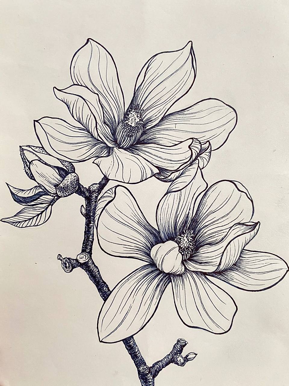 植物写生篇11(内附原图)   植物写生篇——木兰花.