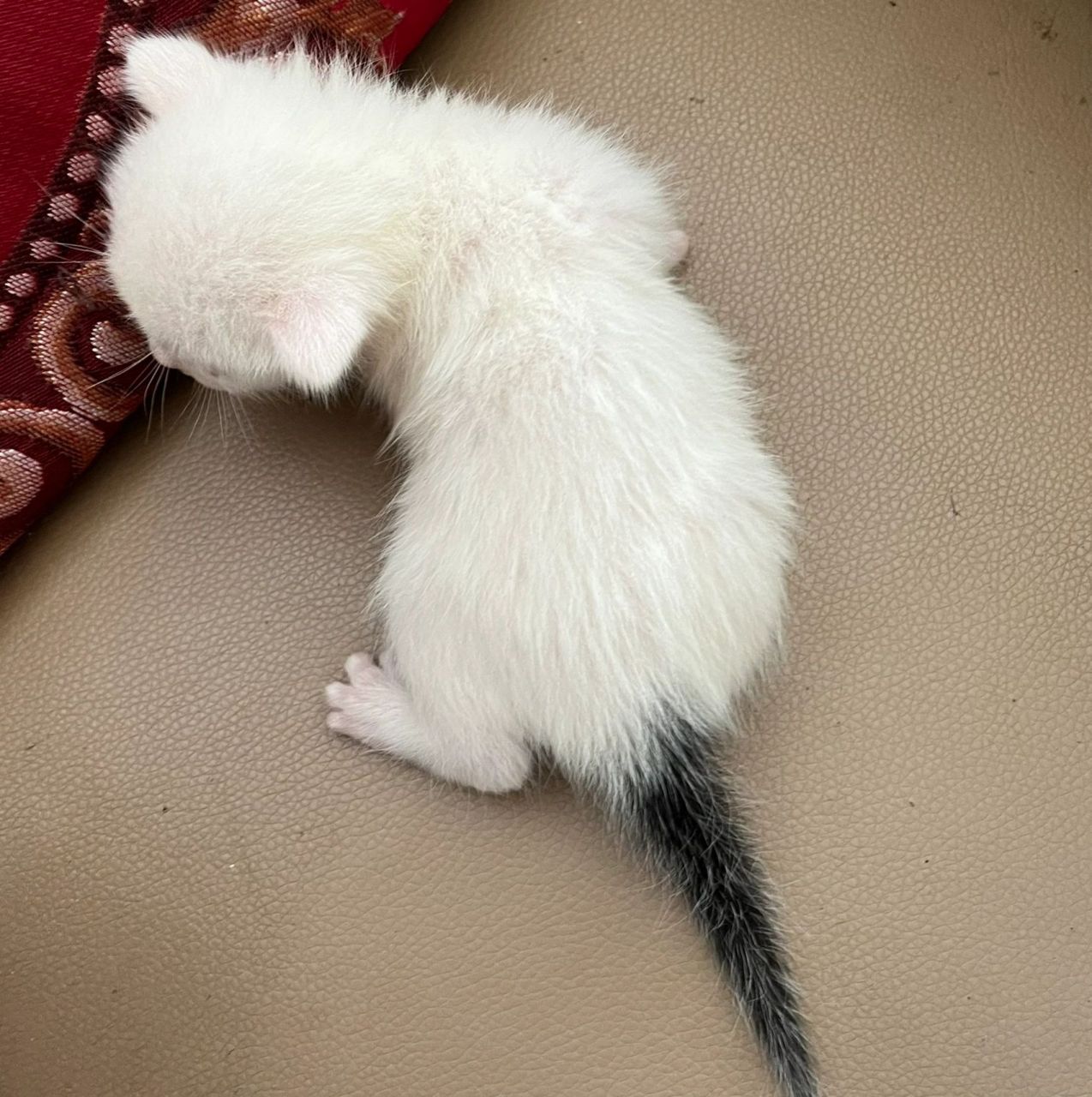 前4图是一只猫,后四图另一只猫.