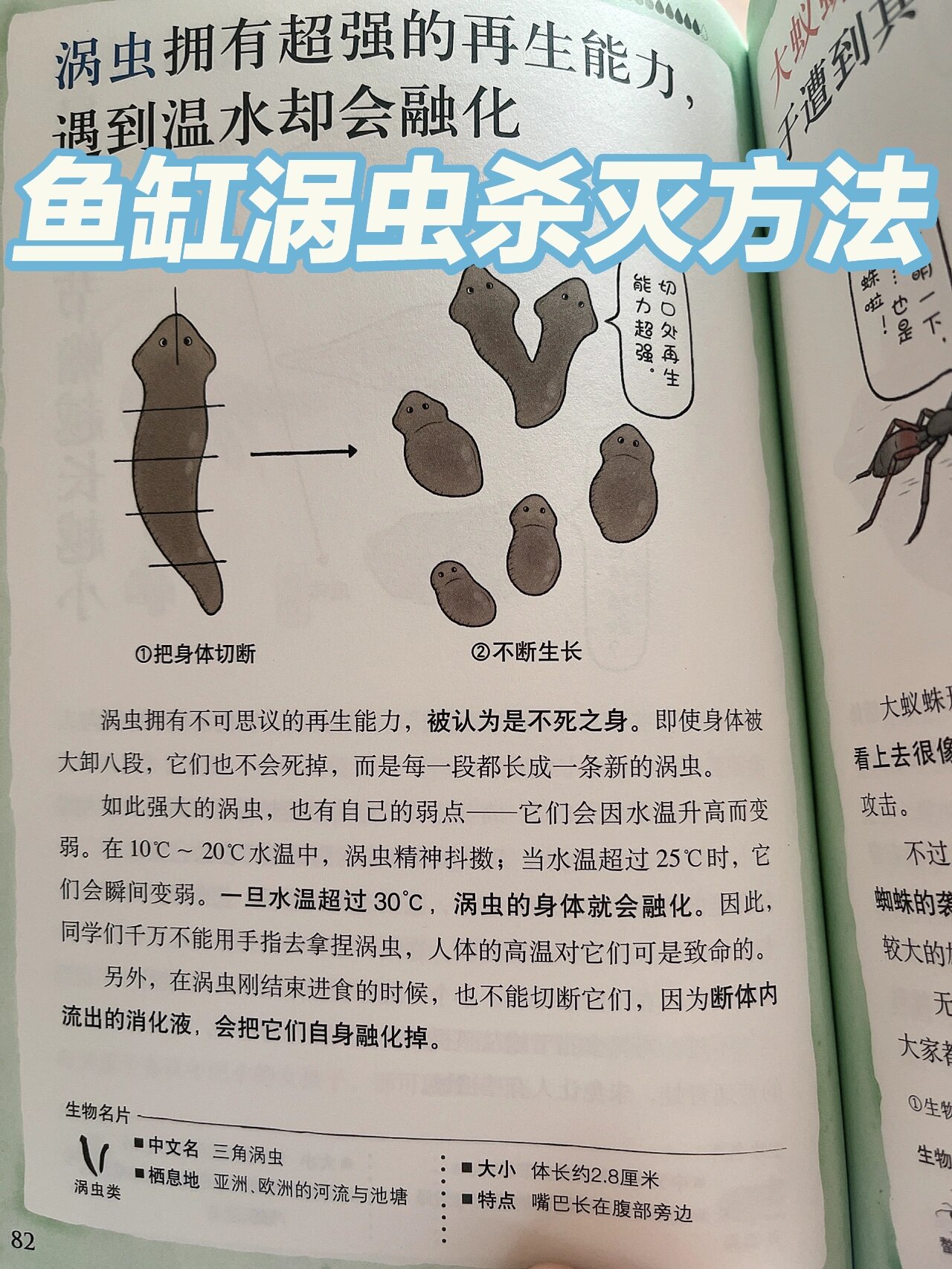 涡虫卵图片