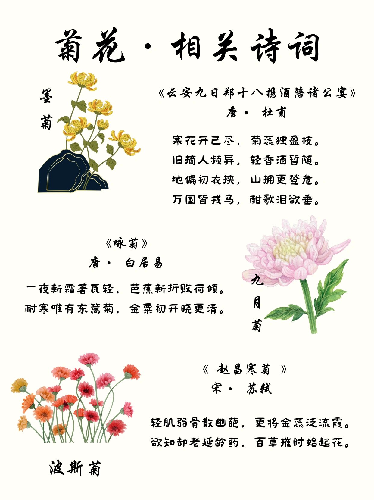 夏菊花语图片