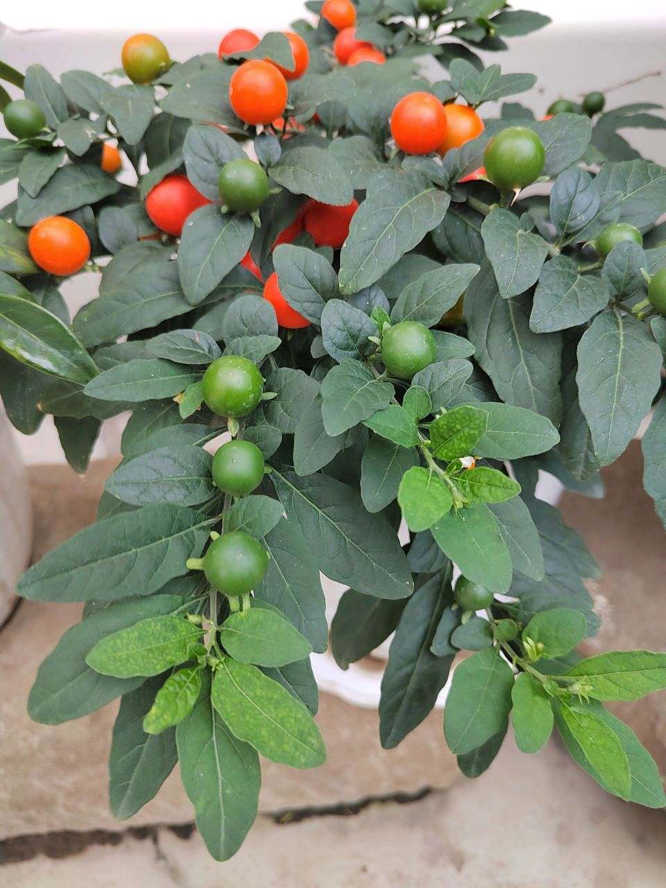 珊瑚樱 珊瑚樱(学名:solanum pseudocapsicum l.
