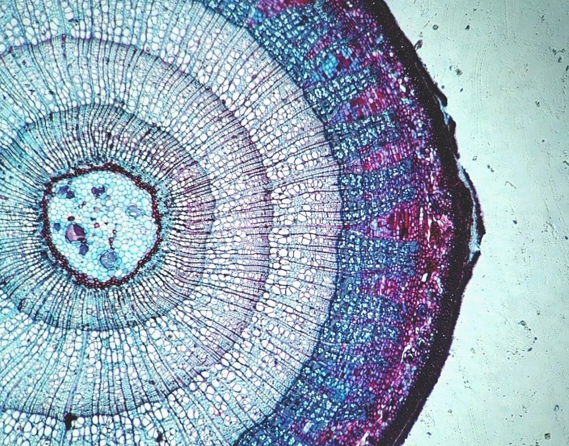 双子叶植物茎横切结构图