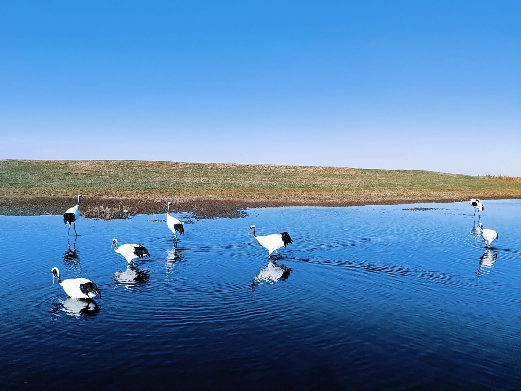 齐齐哈尔扎龙湿地 1,市区有公交可以直到,或者从市区自驾大概是50分钟