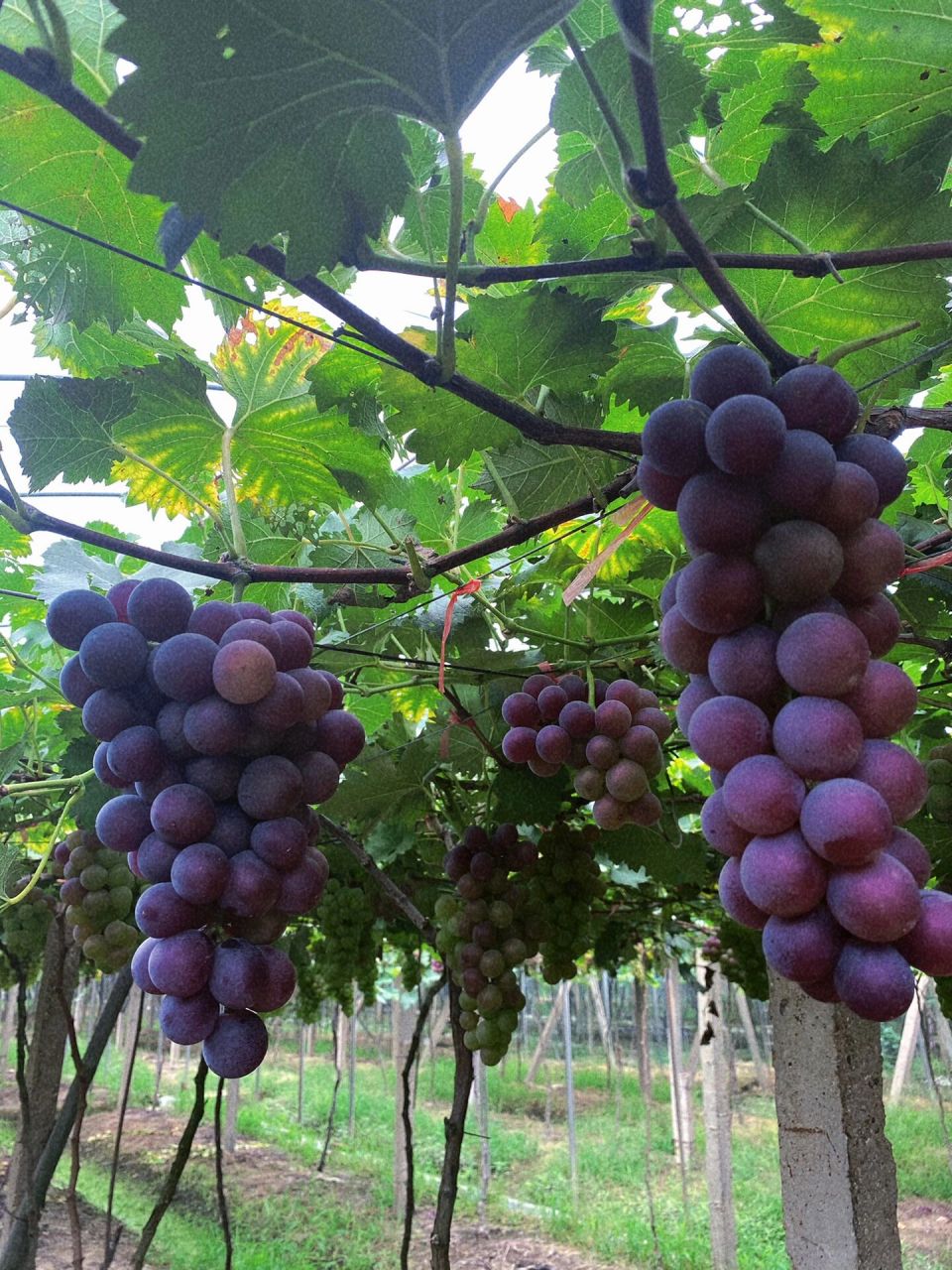 993自己家种的大棚巨峰葡萄 巨峰葡萄99 可真空邮寄 礼盒装有5斤