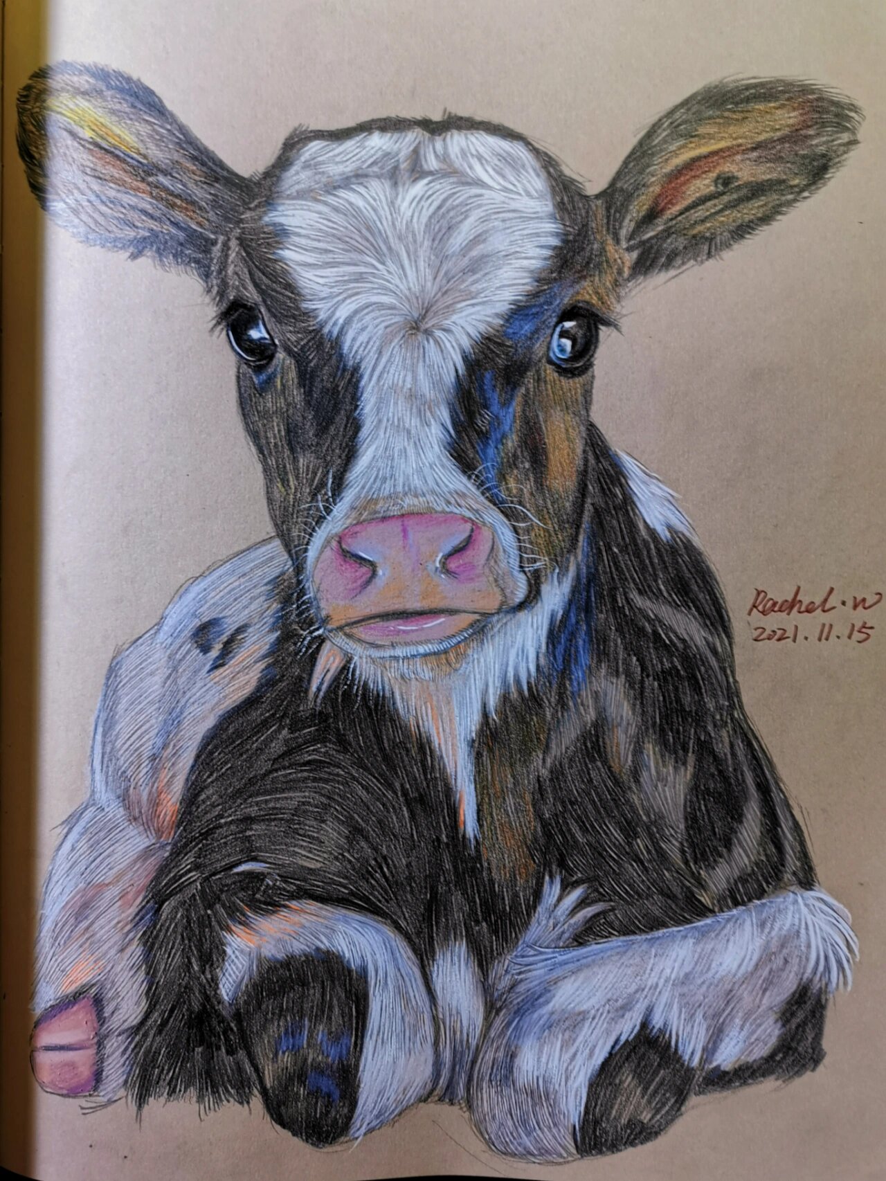 一只小奶牛手绘彩铅插画