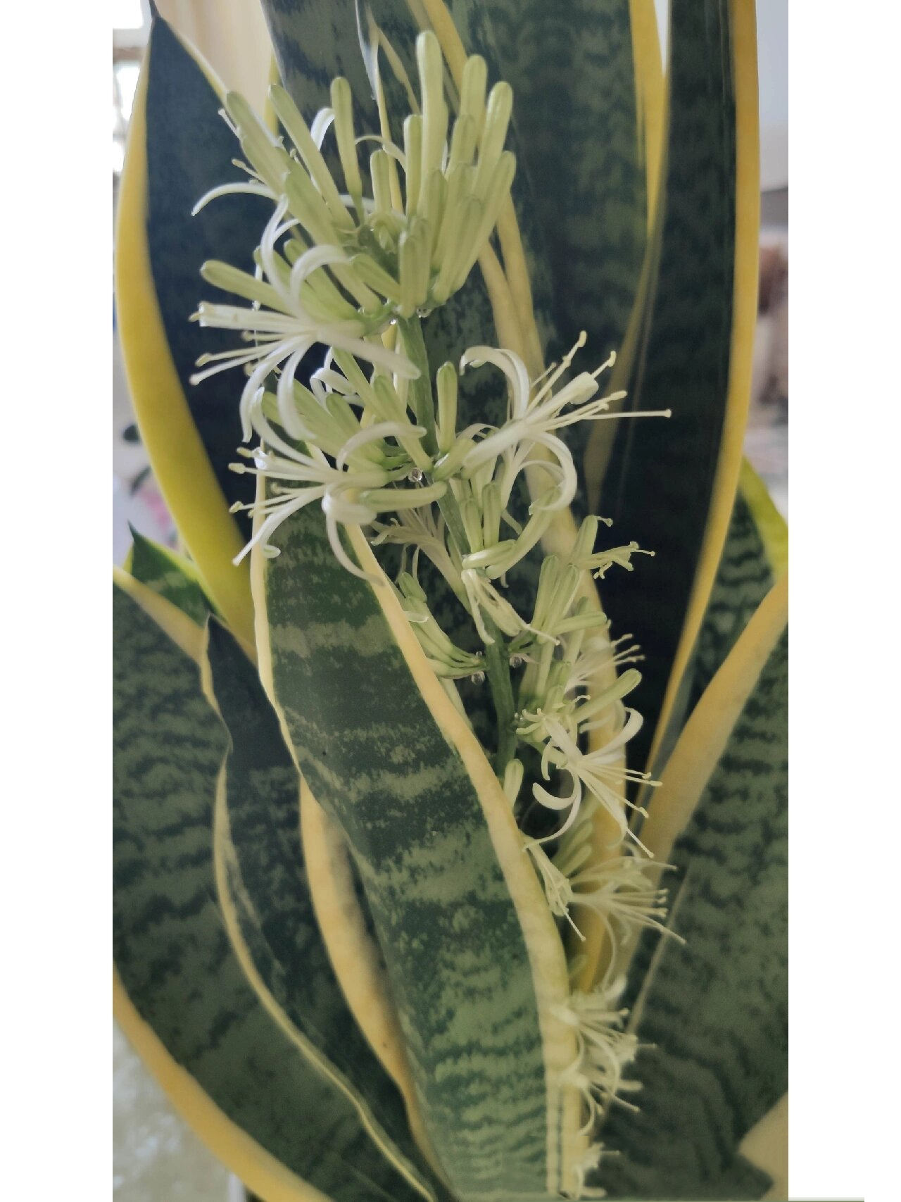 金边虎皮兰开花了