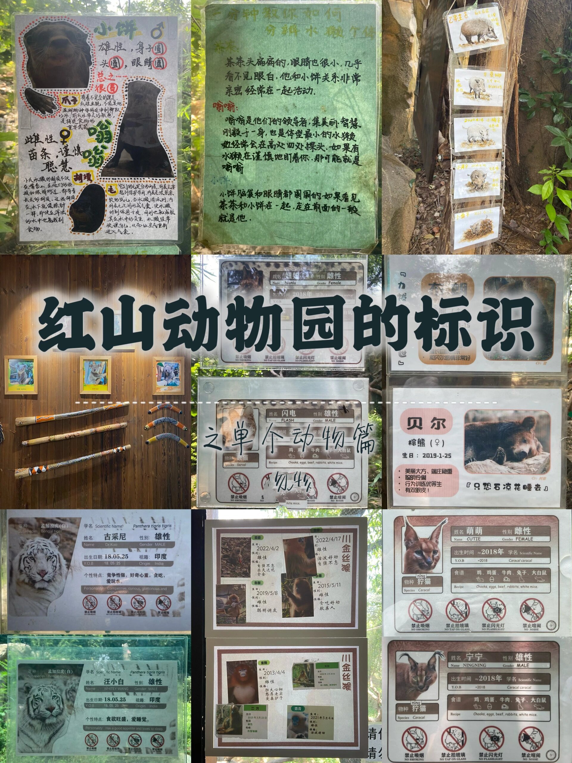 红山动物园的所有标识都值得留念①动物篇