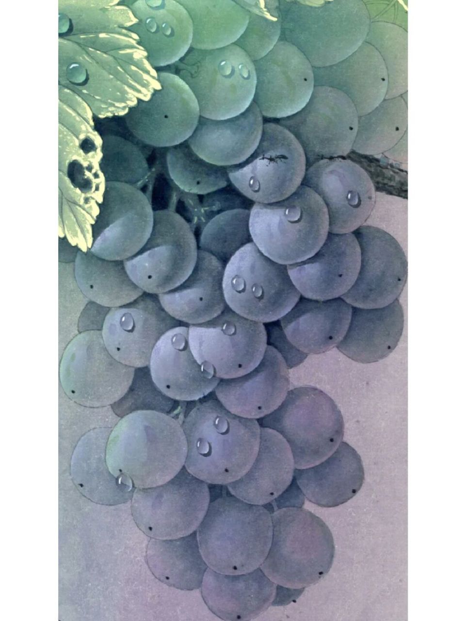 工笔画步骤分享《蝗虫葡萄图》二 4.