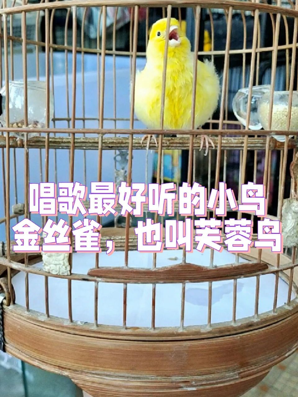 唱歌最好听的小鸟,金丝雀,也叫芙蓉鸟