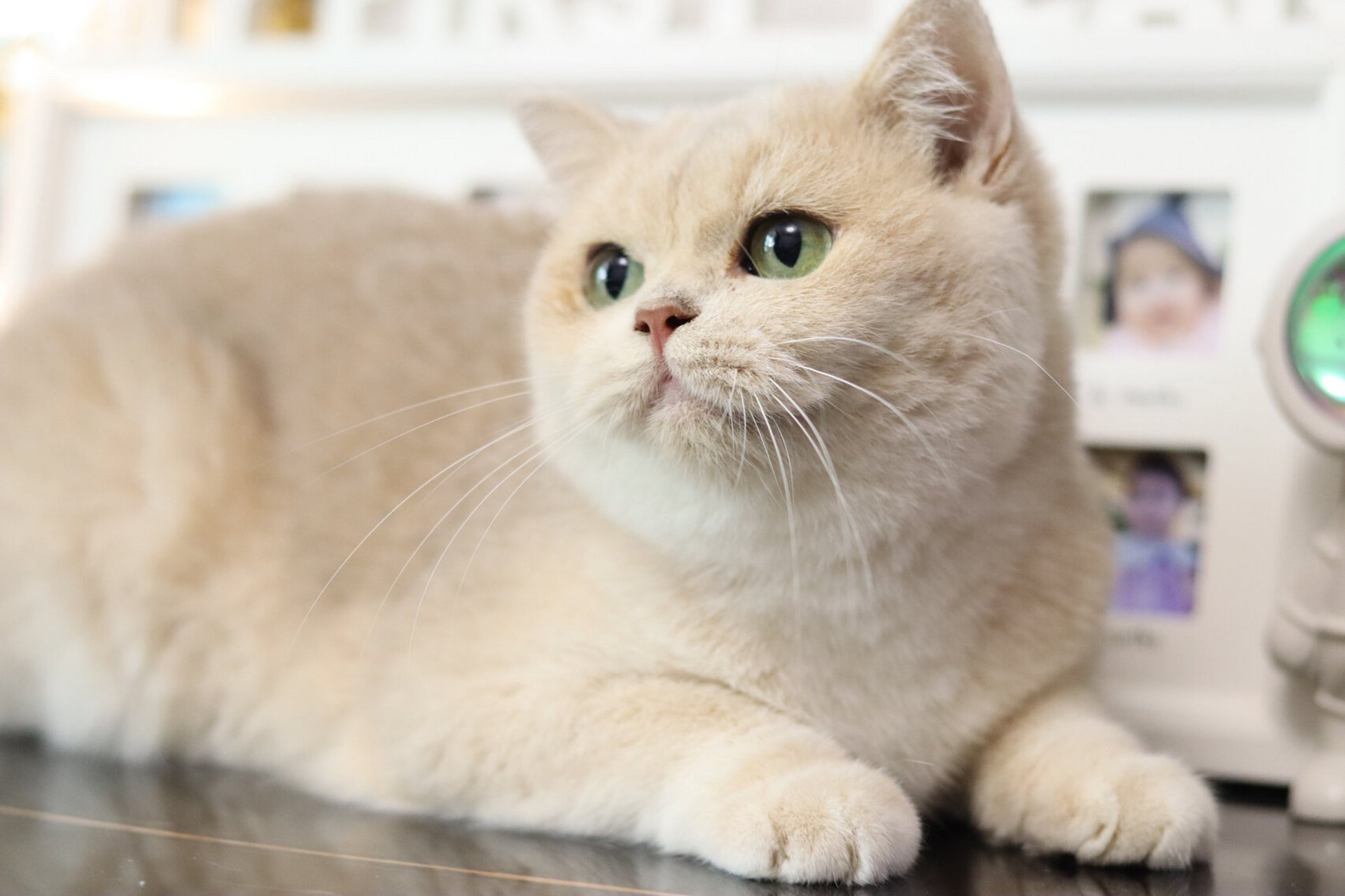 蓝金渐层 巧克力金渐层搭配!