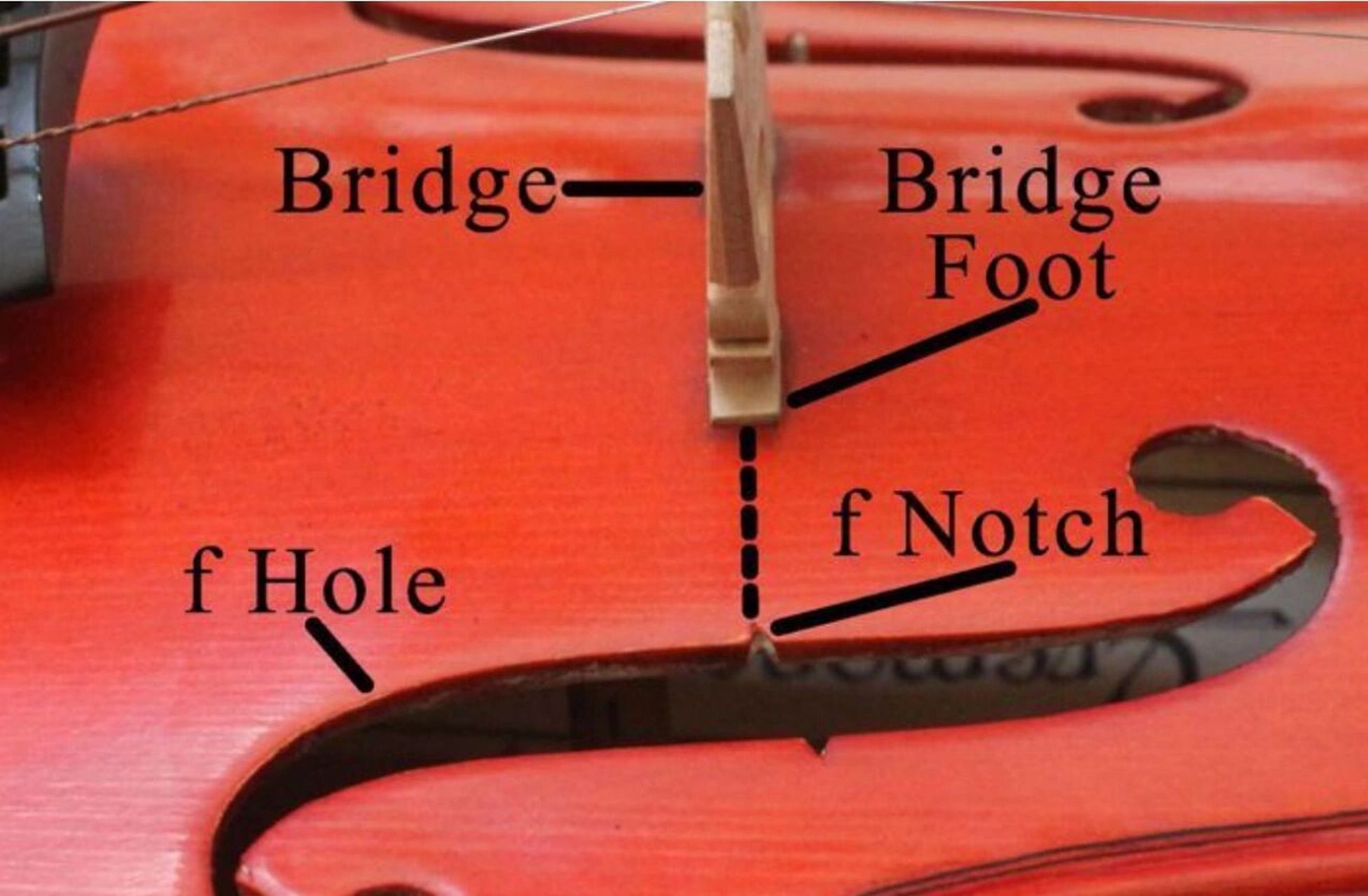 小提琴音桥安装位置图图片