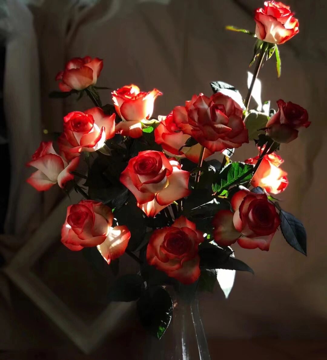 小白学养花day8|胭脂扣玫瑰 94胭脂扣玫瑰养护方法 1,收到后深水