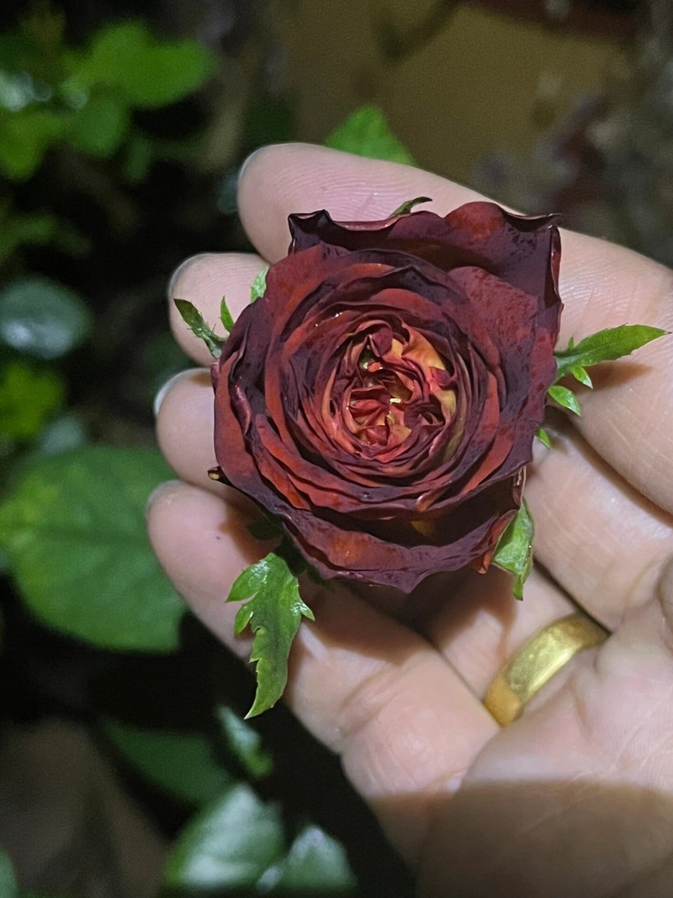 陨石月季95 陨石,进口切花品种,暂未查到原始名称.