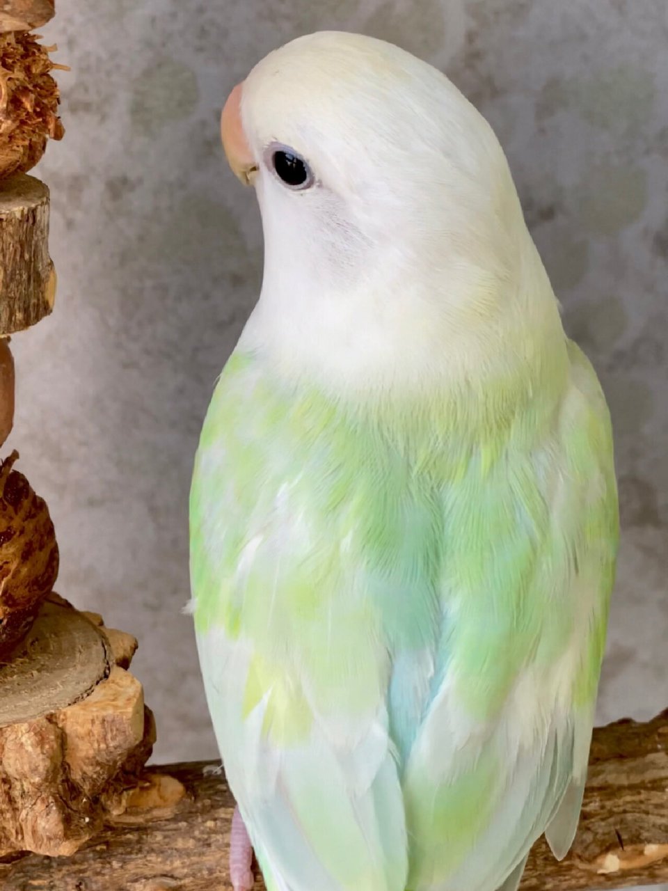 白头薄荷绿澳闪 永远拍不出肉眼见的颜色 实物明明很仙很仙的绿～ 七