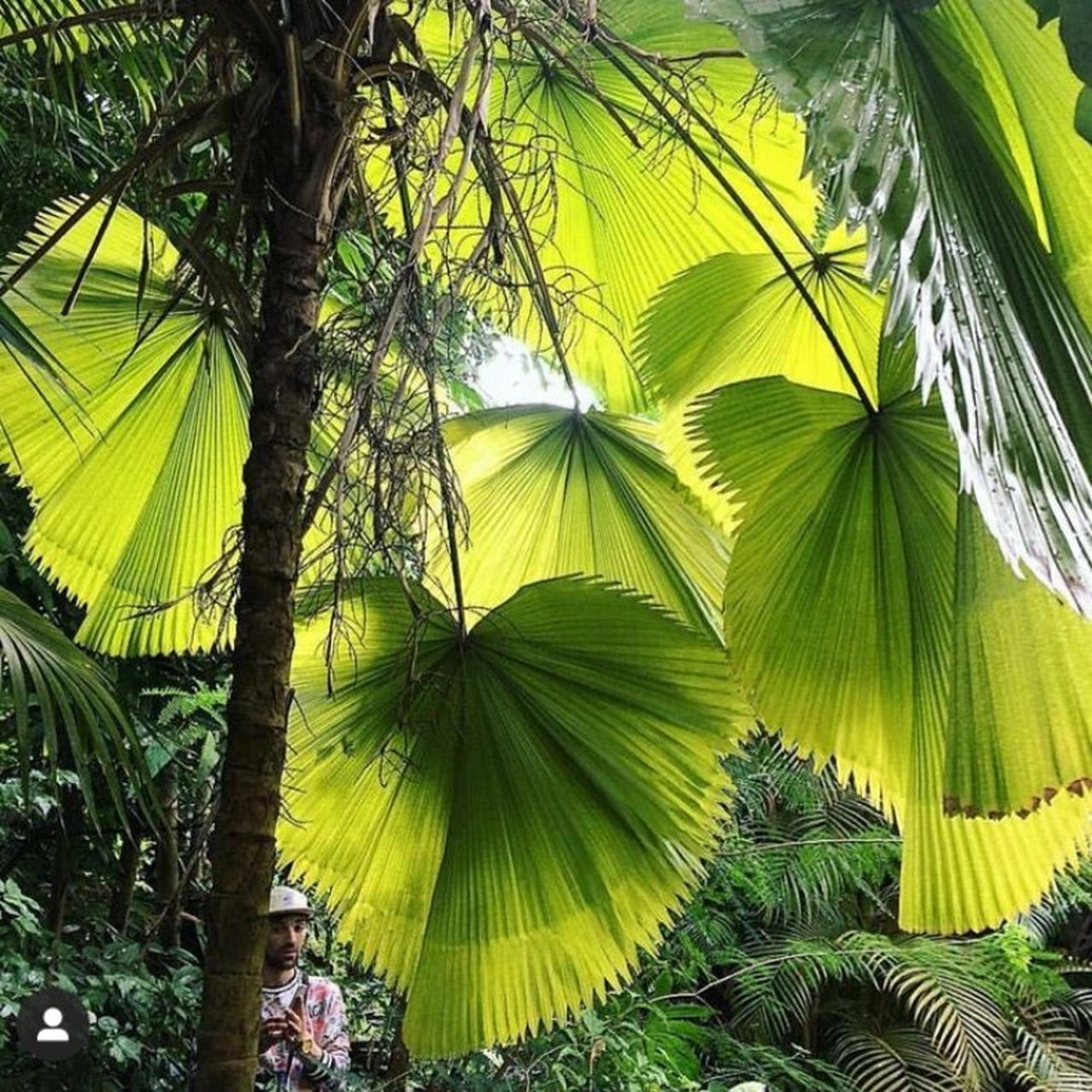 家居植物分享-圆叶轴榈 是棕榈科,轴榈属灌木,茎高可达2-3米,粗7-8