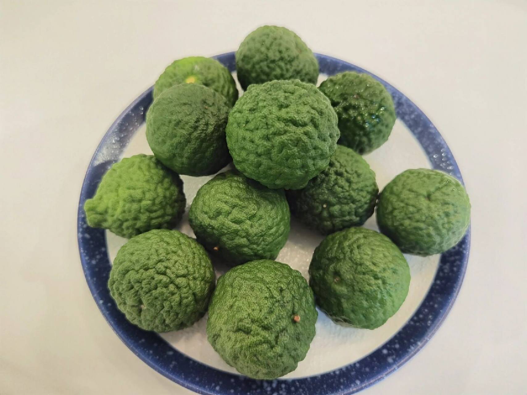 泰国皱皮柠檬成熟了