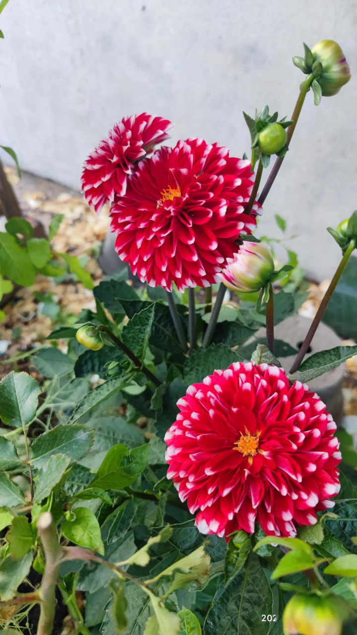 图一是我今年3月底新购入的大丽花种球,刚入手时就是一个手指般粗的